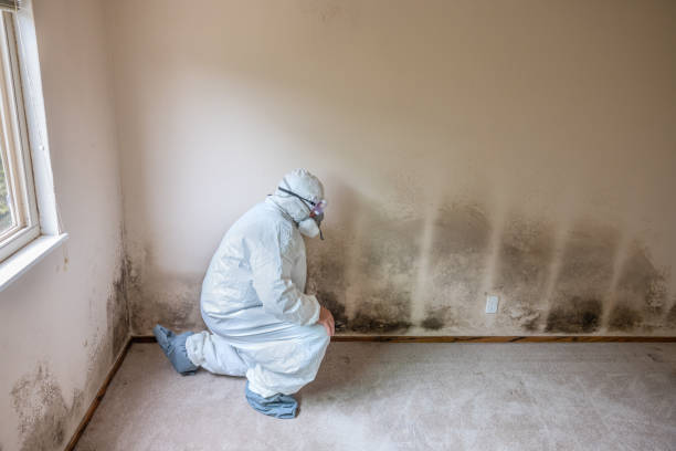 Best Mold Removal Process  in Sparta, NC